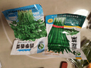 昂启蔬菜种子四季播盆栽阳台庭院香菜生菜菠菜小葱简单秋易种籽孑大全 香菜 约500粒 实拍图