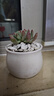 沭之美多肉植物肉肉室内植物室内盆栽 蓝苹果+小米缸陶瓷盆 源头直发 实拍图