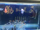 闽江（minjiang）鱼缸水族箱家用屏风生态造景中大型金龙鱼缸客厅免换水鱼缸 纯洁白色（养鱼礼包） 长120.6*宽36.7*高70（单缸体不含柜） 实拍图