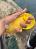 西部风鱼饵VB甜玉米嫩玉米鲜嫩玉米野钓饵草鱼鲤鱼草鱼饵料 VB玉米粒100ml 实拍图