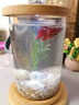 涵瑶伊笑桌面生态瓶创意办公室钢化玻璃微景缸旋转卧室鱼缸斗鱼缸迷你小型 圆旋转缸（水草带灯） 实拍图