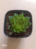 绿之妙玉露多肉植物雨露稀有品种水培玉露多肉套餐组合盆栽水养植物室内桌面小盆景 樱水晶4-5cm 不含盆 实拍图