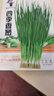 小香葱种子四季播种春夏秋火分葱种籽室内阳台盆栽葱种子蔬菜种孑 四季种植小香葱种子 精选好种1包(1000粒) 实拍图