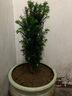 曼地亚红豆杉树苗盆栽盆景绿星名贵树盆景结果公母庭院客厅北植物 5年盆景苗母不含盆 实拍图
