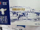 光明 优加纯牛奶250ml*12盒/礼盒装浓醇营养早餐奶包装随机礼盒装 实拍图