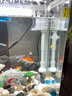 森森（SUNSUN）鱼缸喂食管喂鱼喂虾玻璃喂食器鱼缸投食器 高清玻璃喂食管30CM+喂食盒 实拍图