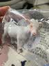 玛奇乐（MECHILE）仿真牧场动物模型玩具套装农场家禽小鸡鸭鹅兔子猫狗马驴奶牛绵羊 山羊 实拍图