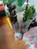 龙骨植物花卉盆栽 三角霸王鞭紫 青色龙骨仙人多肉吸甲醛 青龙骨3-5分叉 不含盆 实拍图
