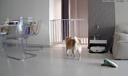 多可特（D-cat）狗罐头狗零食罐头成犬幼犬全品种狗粮伴侣狗狗湿粮膳食罐 【科学配比】牛肉味85g12罐 实拍图