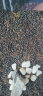 西洲曲鱼缸水草种子生态玻璃瓶植物种籽孑水培阴性真草装饰造景套餐懒人 矮珍珠水草1万粒+营养液+水草专用泥500g 实拍图