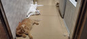 耐吉斯SOLUTION猫零食猫罐头成猫幼猫宠物零食0添加补水汤罐肉罐85g 混合口味85g*4罐 实拍图