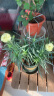 沭之美康乃馨盆栽庭院阳台室内观花植物桌面绿植  康乃馨绿色+0.5加仑盆 晒单实拍图