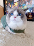 宠星记 宠物衣服 小型犬狗狗 小猫咪 冬季居家防飘毛 泰迪比熊雪纳瑞 绿色特大号XXL 胸围46-50cm 实拍图