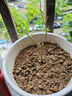 重瓣茉莉花盆栽四季绿植花卉嫁接花苗室内好养的花开 1年精选苗1棵 不含盆【1颗】送肥料 实拍图