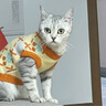 华元宠具（hoopet）猫咪衣服防掉毛秋冬无袖毛衣狗狗衣服冬季保暖宠物德文猫两脚衣 【猫狗通用】两脚无袖保暖黄毛衣 S：胸围34cm（建议3-5斤） 实拍图