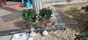 盆栽茶花苗 山茶花苗绿植花卉盆栽四季好养茶花树苗盆栽耐寒花卉观花植物室内花卉绿植开花不断 不含盆 五色赤丹(强力推荐) 7年苗树形美分叉多 实拍图