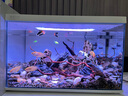 云峰海瑞 热带鱼 观赏鱼灯科鱼 观赏鱼小型淡水鱼草缸群游 热带鱼活体 红肚玻璃8条 实拍图