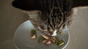 伊纳宝猫零食肉条宠物洁齿磨牙棒猫咪鸡肉海鲜双拼麻花零食猫条4条装 鲣鱼节味和蟹肉棒味4包 实拍图