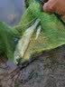 美人鱼（Mermaid） 美人鱼十年情浮漂纳米鱼漂加粗醒目鲫鱼鲤鱼漂黑坑野钓 十年情MSNQ8-08 2号 实拍图