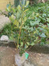稔秋新品种L25蓝莓苗当年结果蓝莓树阳台盆栽地栽南北方种植原土发货  新品种L25【全国种植】 6年苗【结果多多】 实拍图