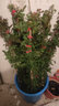 花友藤本月季花苗月季花树苗盆栽特大花苗庭院爬藤植物阳台蔷薇爬墙 胭脂扣【爬藤】大苗 1-1.3米高度多分叉 实拍图