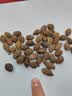 修年堂胖大海50g花草茶精挑细选胖大海茶甘草茶个头饱满 实拍图