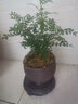 开时果 正宗清香胡椒木盆栽 办公室内桌面植物驱蚊草绿植源头直发包邮 福字陶瓷盆+苔藓+圆形底托 实拍图