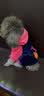 宠物圈（PETCIRCLE）秋季冬季狗狗衣服泰迪衣服宠物服饰狗衣服宠物泰迪狗狗衣服小型犬 爱心款蓝色 XS适合背长23CM胸围36CM重4-5斤 实拍图