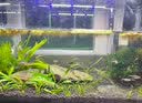 大匠神彩（MAGIC WORLD）鱼缸装饰水草泥免水洗鱼缸草缸土草缸造景底砂套餐基肥陶粒不浑 水草泥1斤装 实拍图