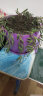 紫玄月吊兰盆栽花卉办公室绿植珍珠紫弦月吊兰垂吊多肉植物 紫玄月一盆口径14厘米花盆一盆的量 不含盆 实拍图