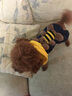 宠物圈（PETCIRCLE）冬季狗狗衣服泰迪衣服秋冬装小狗宠物贵宾四脚衣服萌宠服装狗衣服 黄色款 S胸36背24cm 体重3-5斤 实拍图