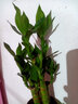 绿有意步步高观音竹富贵荷花竹水养土培盆栽室内桌摆植物吸甲醛水培植物 荷花竹5支【海阔天空陶瓷盆】 含盆 实拍图