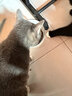 乐摩（lemo）乐摩 植萃低温烘焙猫粮全价全阶段幼猫成猫通用全期天然无谷猫粮 天然植物萃取烘焙猫粮2kg 实拍图