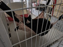 宠六一猫咪吊床 猫秋千 猫笼子挂式秋千床 悬挂式猫窝 猫笼配件 粉色小号 实拍图