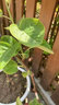 正宗四川红心猕猴桃树苗嫁接苗南方种植盆栽水果树苗弥猴桃苗果苗 (红阳)红心猕猴桃 3年苗 实拍图
