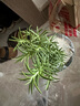 蝴蝶之舞 薄荷盆栽可食用留兰香柠檬薄荷叶可食用新鲜绿植四季常青植物 组合 小盆薄荷+迷迭香(加仑盆) 含盆 实拍图
