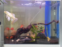 森森（SUNSUN）热弯鱼缸水族箱底过滤高清玻璃金鱼缸含灯过滤器 0.6米长30cm宽54cm缸高 底滤白色 实拍图
