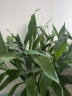 若绿 富贵竹水培植物花卉盆栽 室内客厅转运绿植 办公室桌面好养 荷花竹+玻璃方缸+陶粒 实拍图