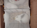 朗缤 兔子活体宠物兔活体新西兰肉兔公主兔小白荷兰侏儒活物兔子宠物 黄耳公主兔1只 实拍图