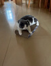 憨憨乐园猫抓板抓柱猫咪磨抓器猫玩具宠物猫爪板耐抓幼猫瓦楞纸逗猫沙发 实拍图