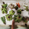 春草碧多肉植物盆栽老桩24款入门肉肉迷你多肉办公室内阳台桌面绿植花卉 精选多肉10颗不含盆 实拍图