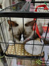 憨憨宠 猫笼平台垫套装猫咪宠物脚垫加厚双面防卡脚棉垫猫垫子猫吊床 40*21cm适用于600双层猫笼凉席款 实拍图