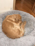 KimPets冬季保暖猫窝网红泰迪冬天狗窝封闭式四季通用猫咪宠物猫床垫用品 保暖深睡长毛绒窝-高级灰 XXL-适合40斤内狗狗/多只猫咪（直径90cm） 实拍图