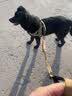 COCS中大型犬胸背带狗绳牵引绳可调节德牧马犬边牧防爆冲狗脖圈遛狗绳 狗胸背带+反光牵引绳 M码 ( 建议26-45斤 ) 实拍图