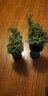家中有果桌面花卉绿植盆栽 造型盆景 金枝玉叶  多肉植物盆景 粉红色塑料盆含金枝玉叶 不含盆 实拍图
