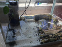 佳璐（jialu）超白水草鱼缸免换水族箱懒人生态鱼缸小型水族箱 38cm长 水草超白缸（含底沙） 实拍图