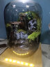 丘辰青苔藓微景观生态瓶办公室内桌面绿植DIY养鱼瓶植物盆栽成品礼物 侠 晒单实拍图