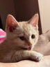 普安特驱虫药狗狗猫咪体内外同驱滴剂打虫药幼猫幼犬虱除跳蚤宠物除虫药 体外驱虫12支/4盒（猫用） 实拍图