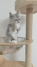 熊猫兔 猫爬架豪华款 耐磨耐抓中大型剑麻猫爬柱爬爬架玩具 实拍图