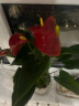莺歌燕舞白掌一帆风顺盆栽室内客厅房间办公桌面卧室四季开花好养植物花卉 红掌+白掌（早安盆） 晒单实拍图